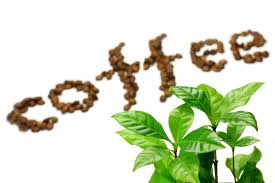 Green Coffee Bean Max 